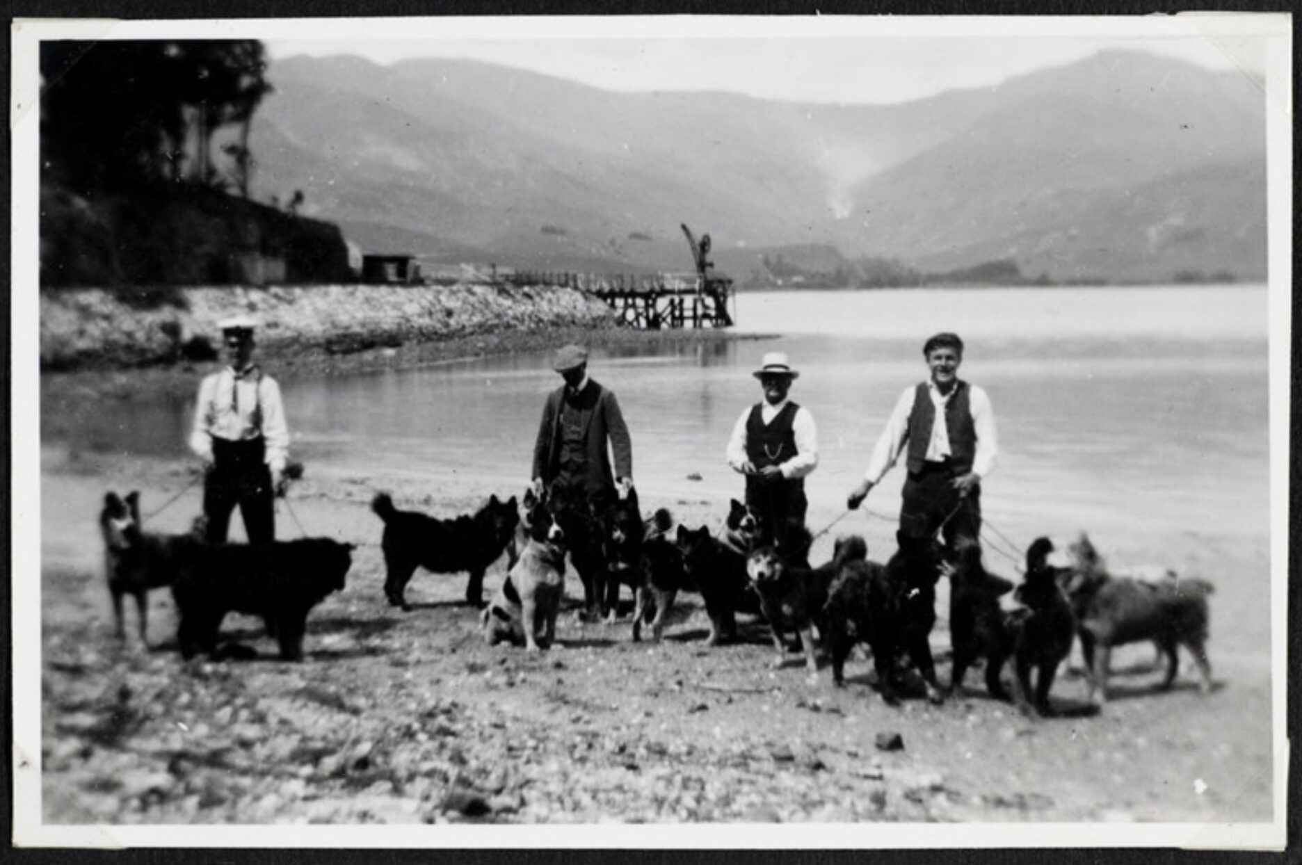 Huskies on quail