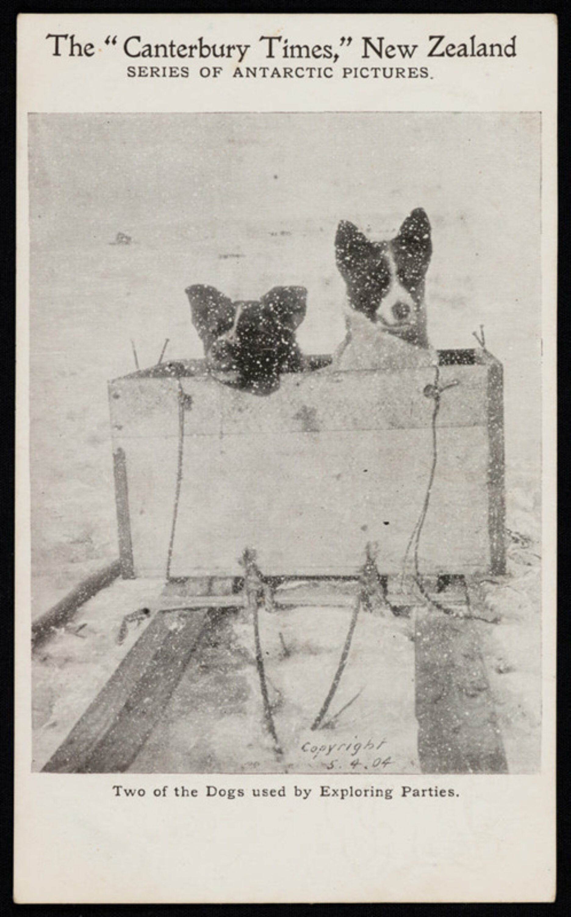 Canty postcard pups