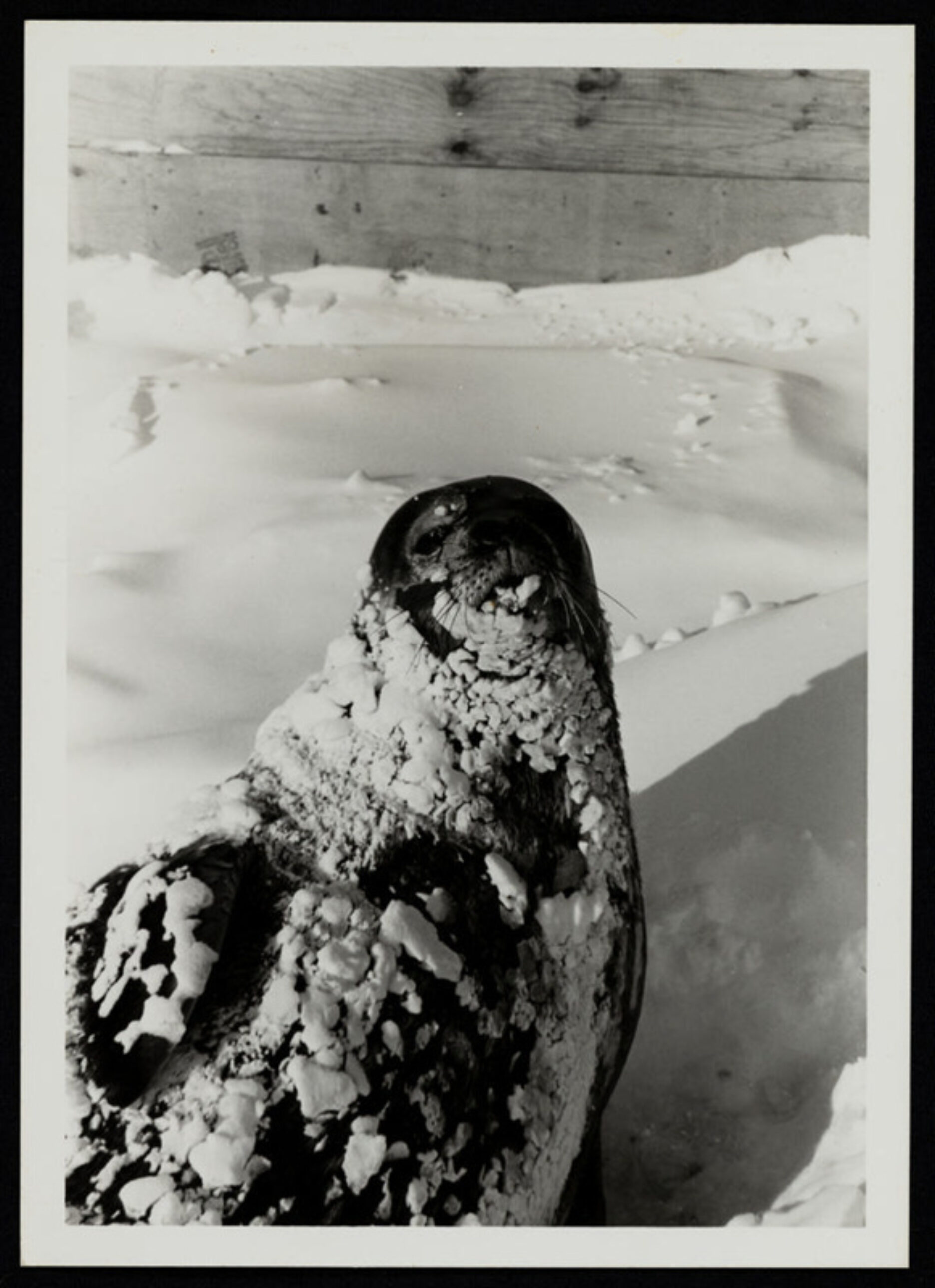 Seal in snow