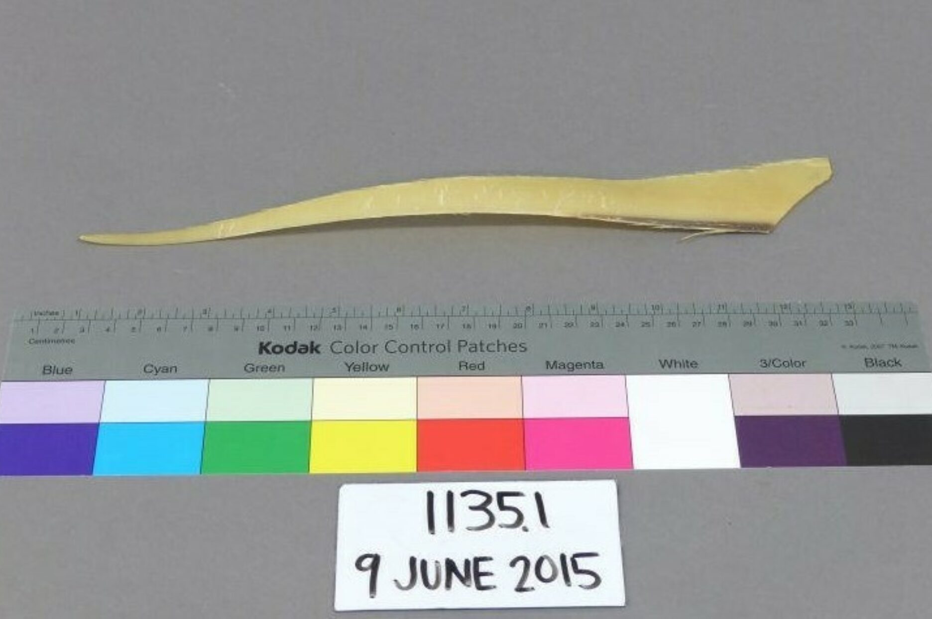 From Baleen to an Umbrella