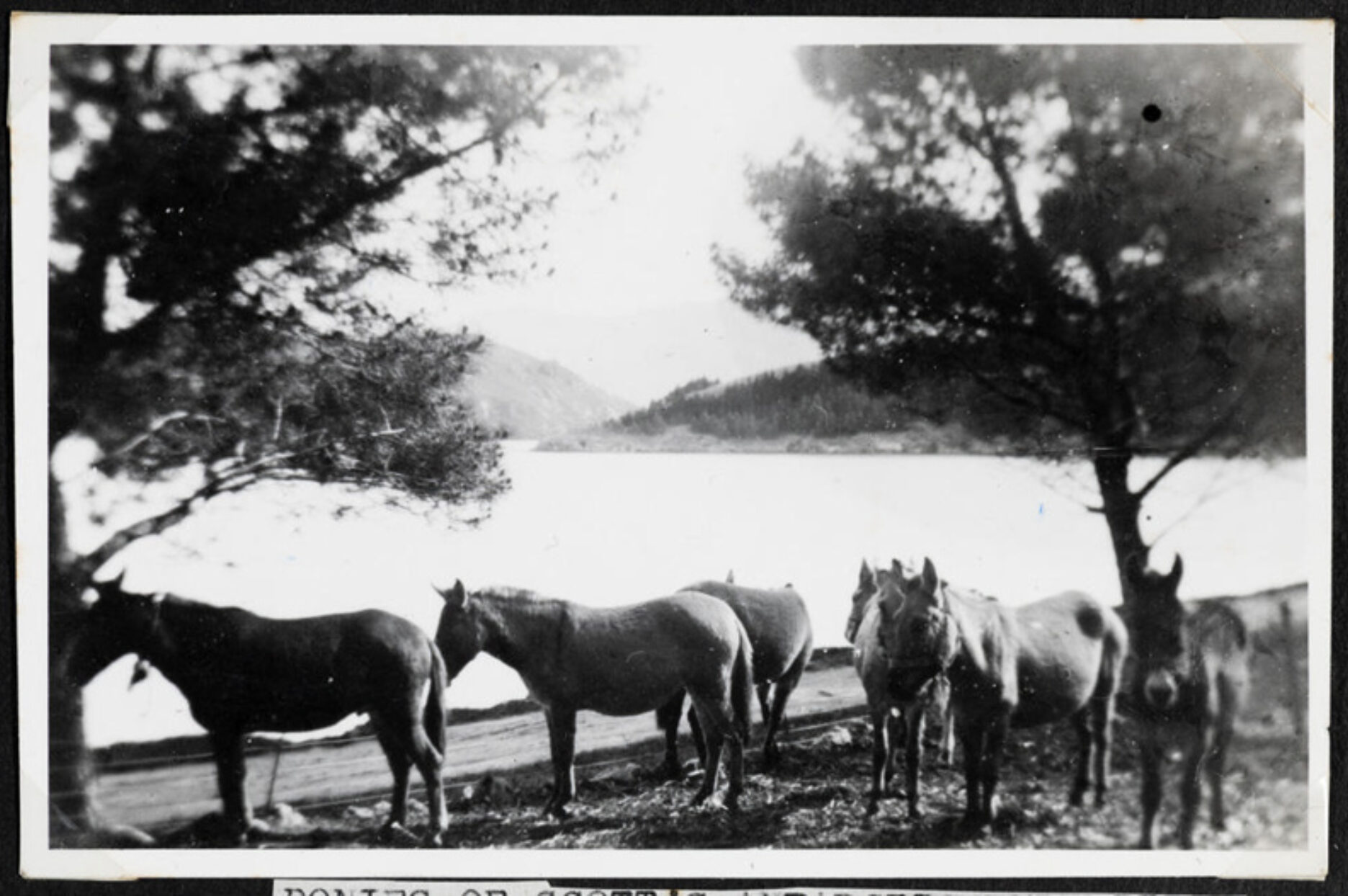 Horses on quail