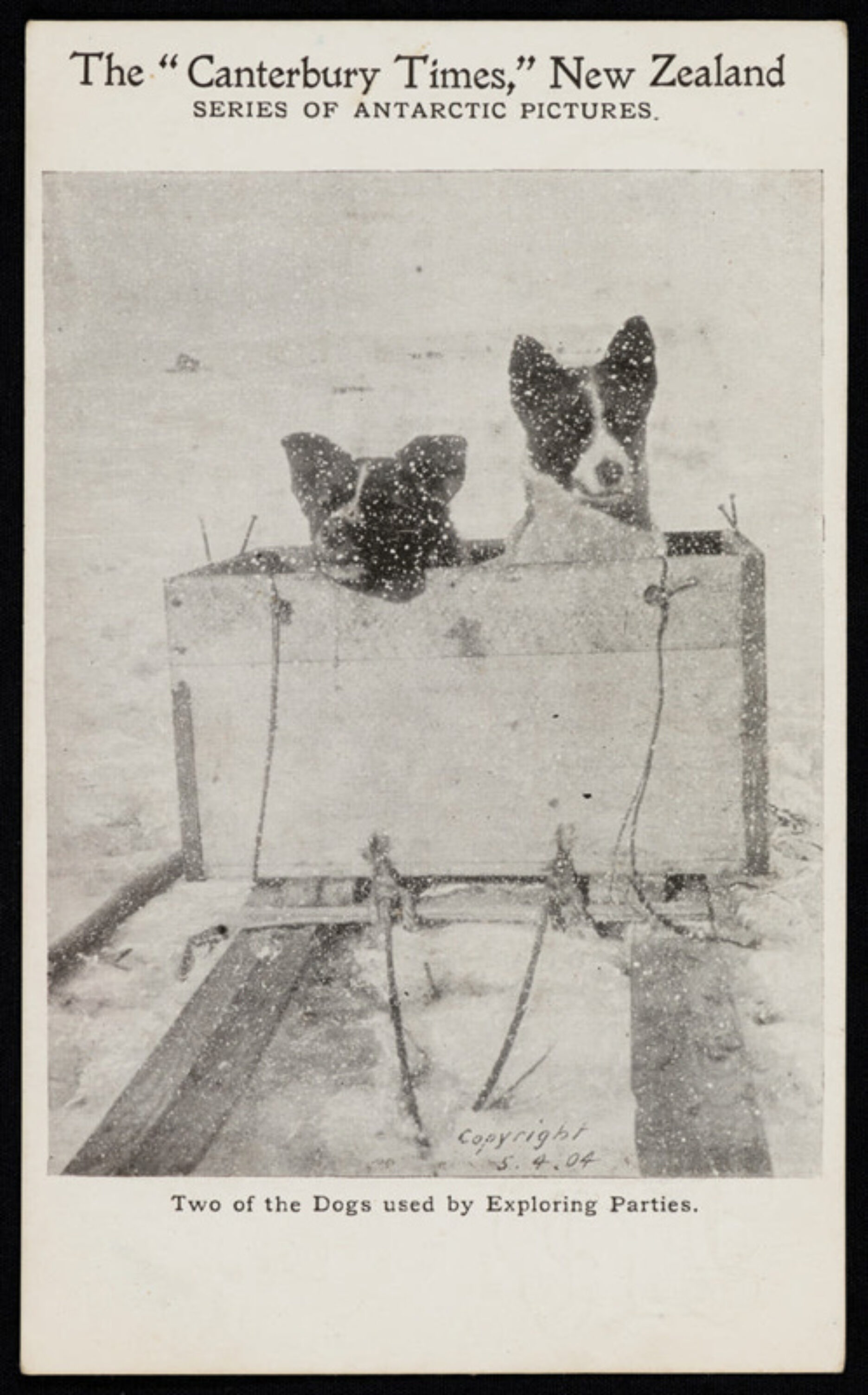Canty postcard pups