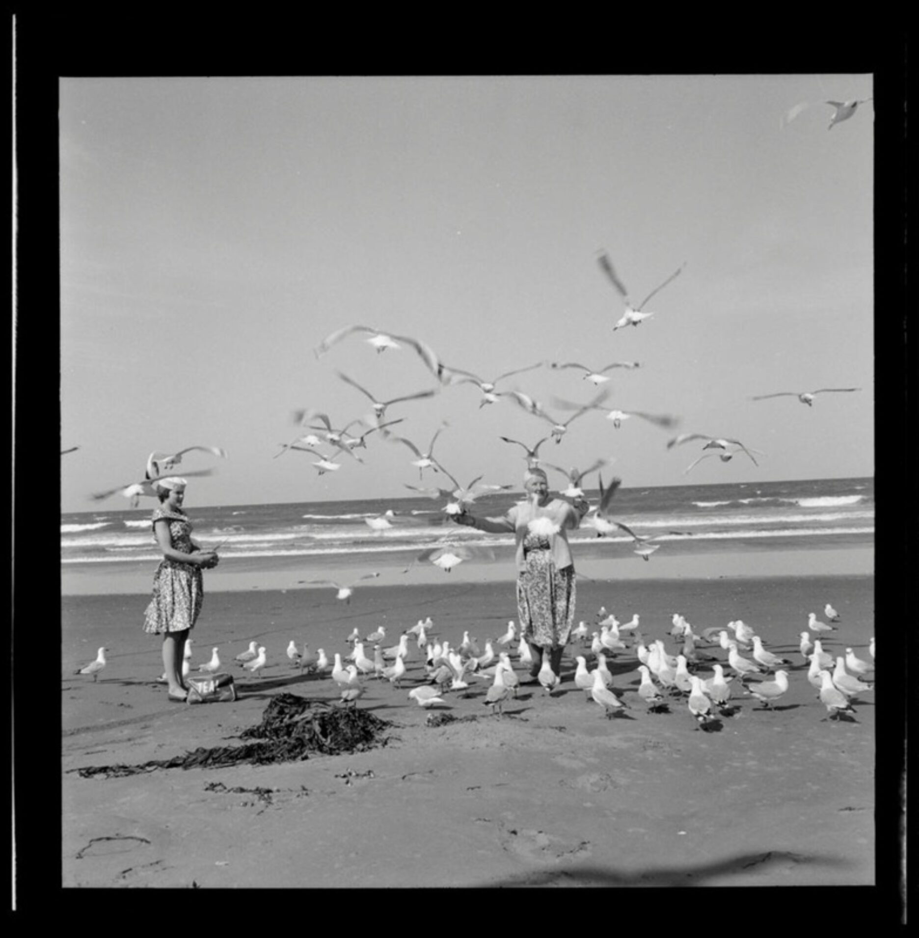 Women seagulls