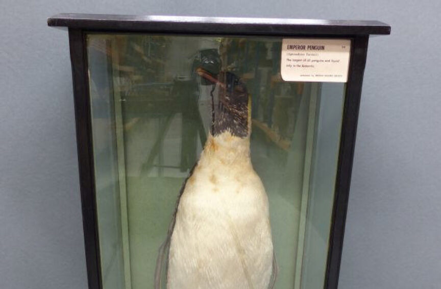 Penguin case