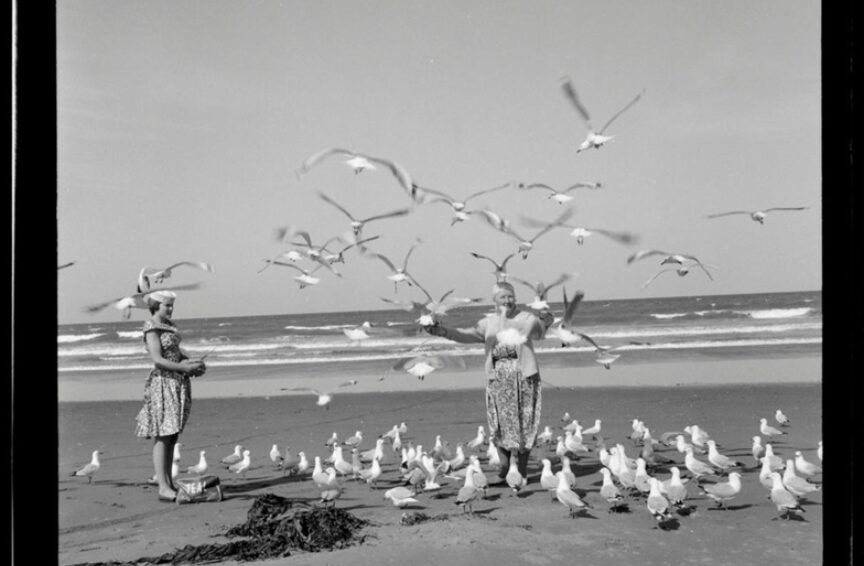 Women seagulls